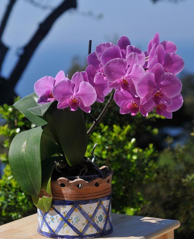 Le Ginestre Di Capri Bb & Holiday House Anacapri  Rom bilde
